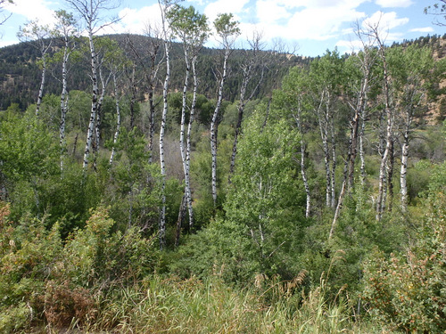 GDMBR: Aspen Grove above Lost Horse Road.